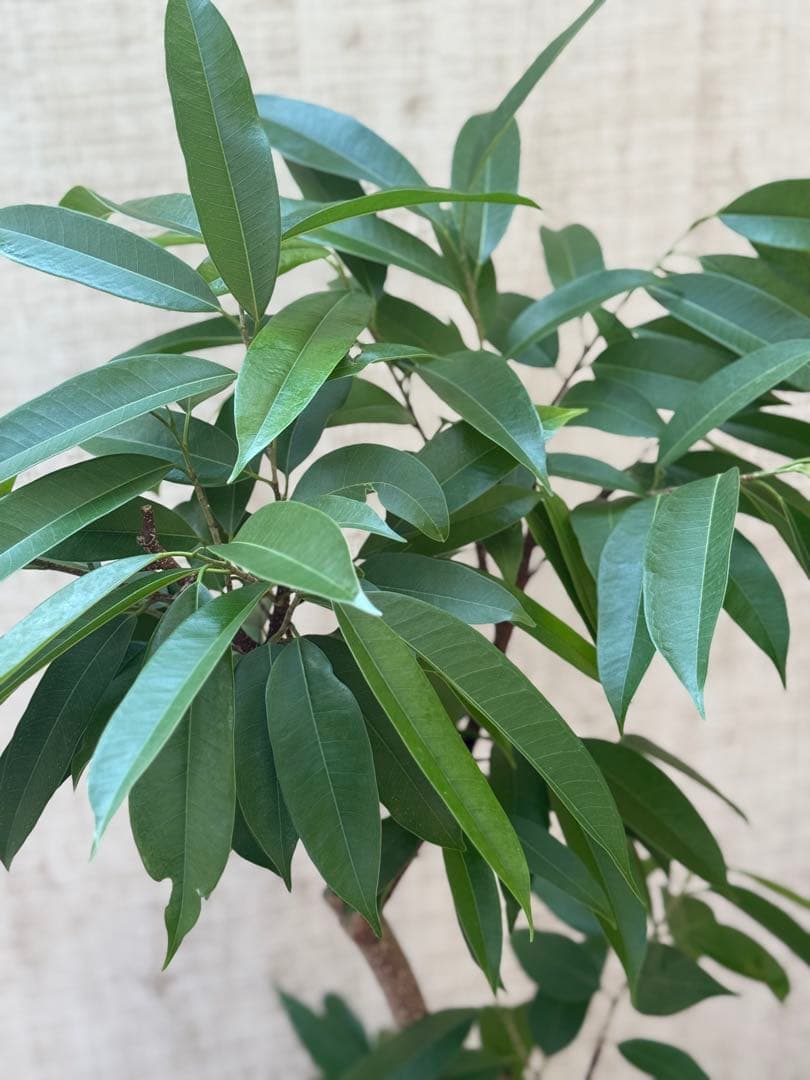 ☆ フィカス アムステルダムキング♪ 122cm 太幹♪