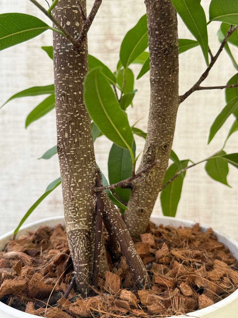 ☆ フィカス アムステルダムキング♪ 122cm 太幹♪