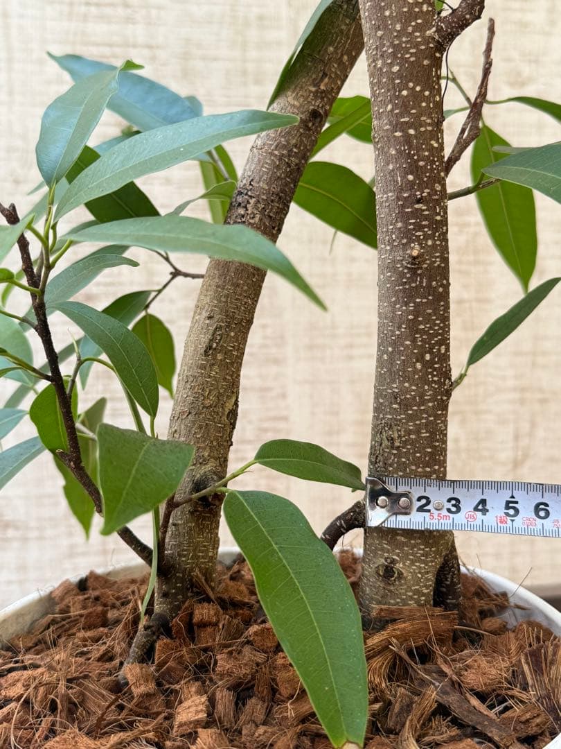 ☆ フィカス アムステルダムキング♪ 122cm 太幹♪