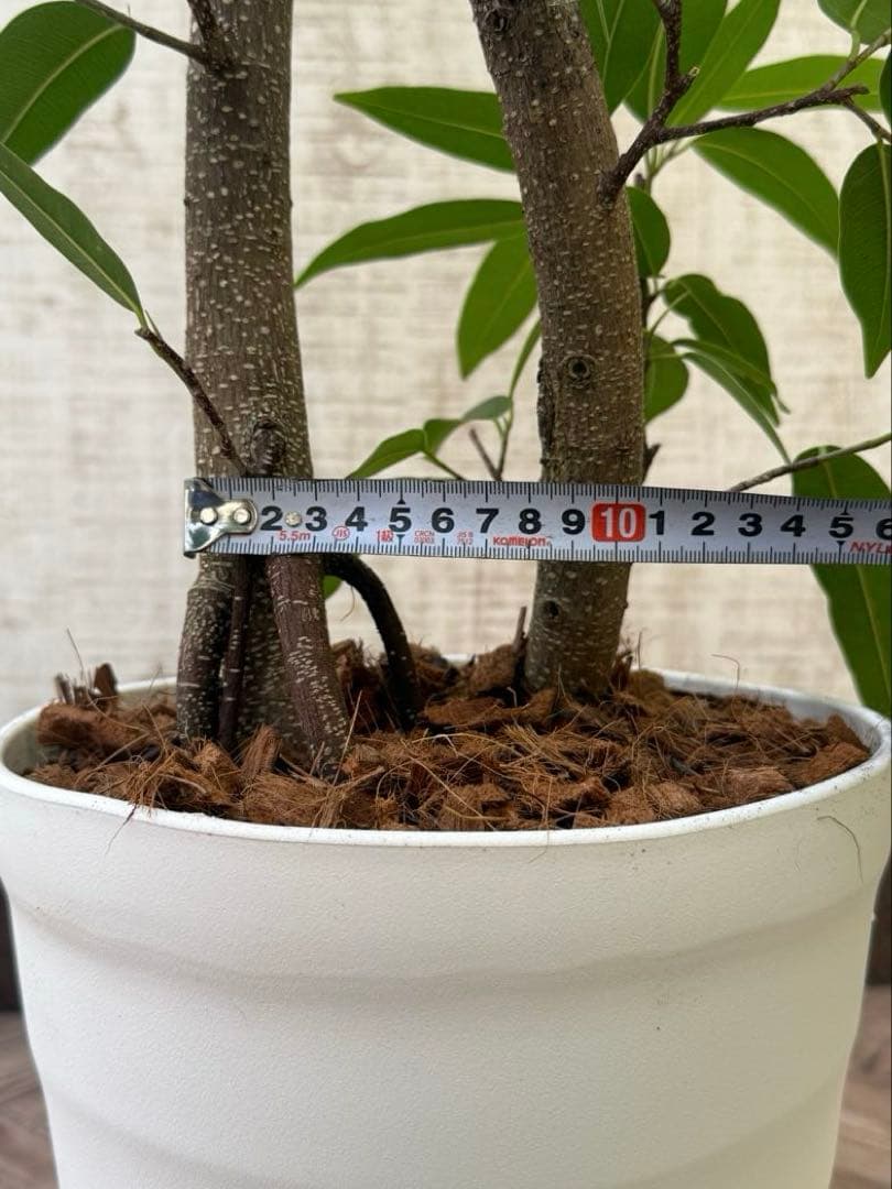 ☆ フィカス アムステルダムキング♪ 122cm 太幹♪
