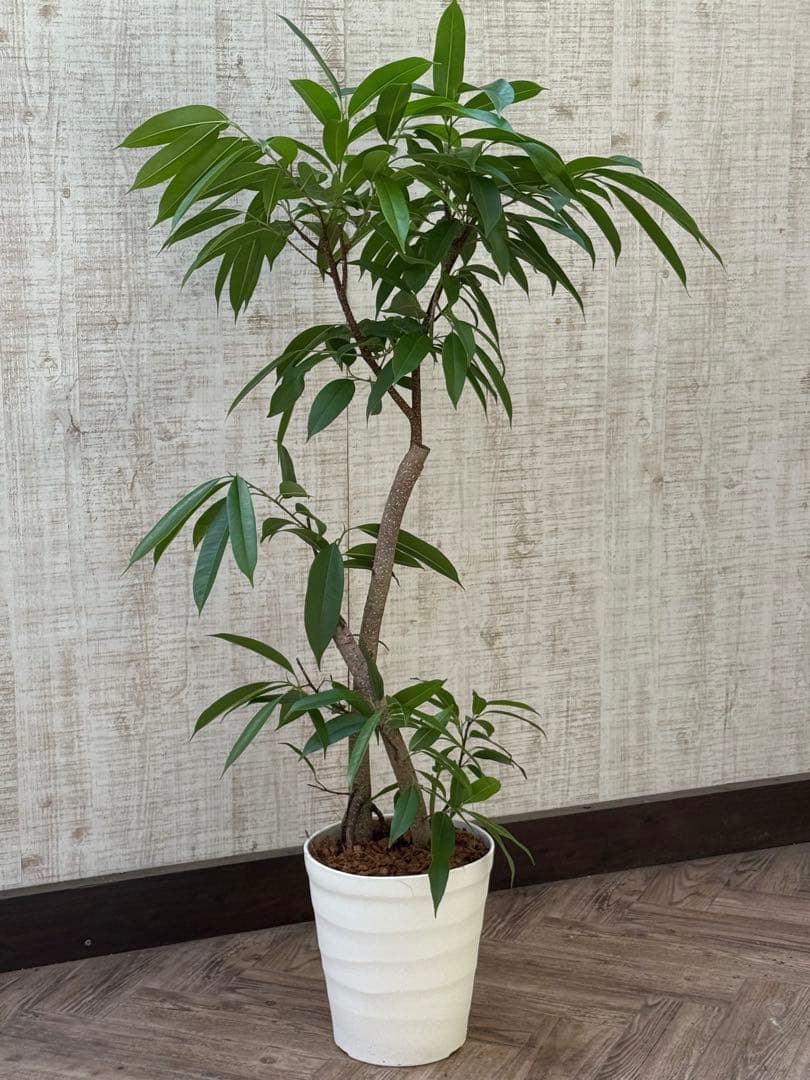 ☆ フィカス アムステルダムキング♪ 122cm 太幹♪