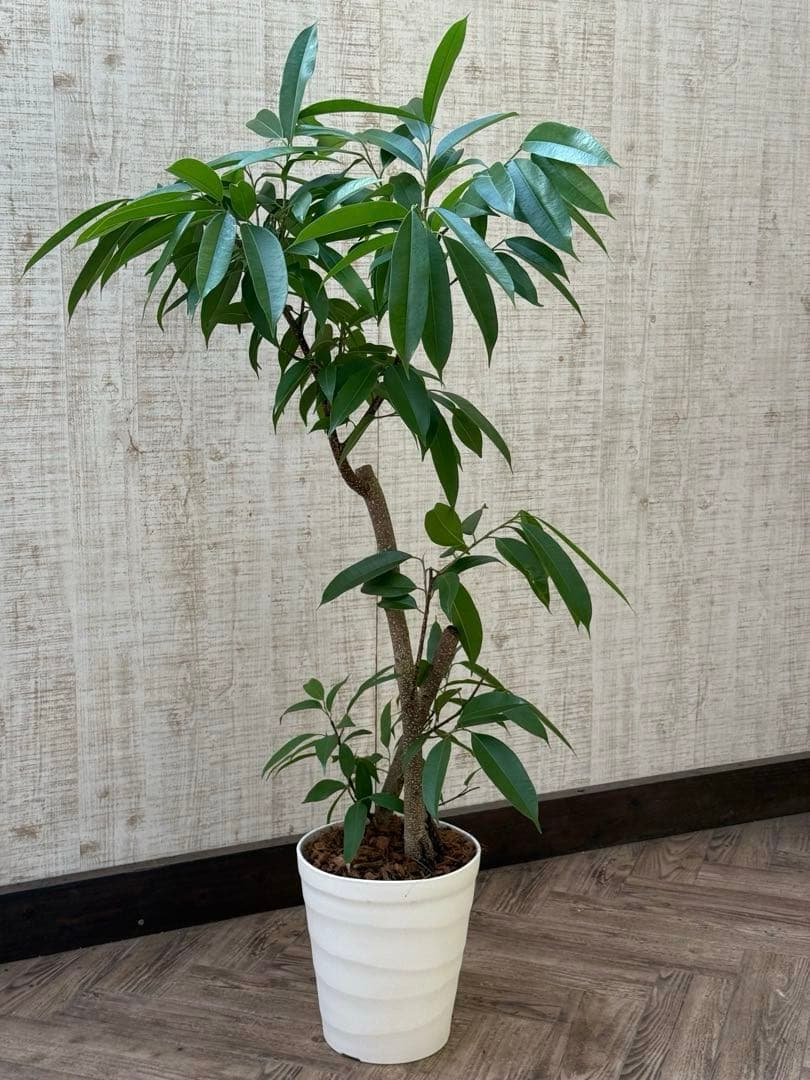 ☆ フィカス アムステルダムキング♪ 122cm 太幹♪