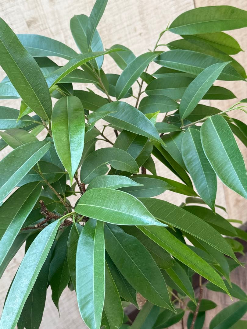 ☆ フィカス アムステルダムキング♪ 122cm 太幹♪