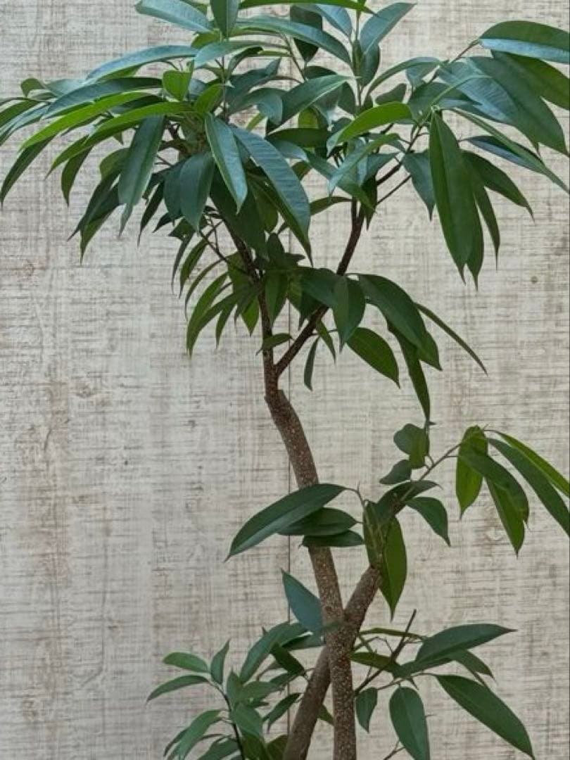 ☆ フィカス アムステルダムキング♪ 122cm 太幹♪