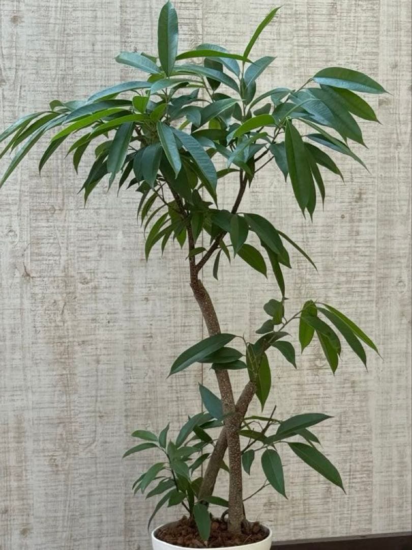 ☆ フィカス アムステルダムキング♪ 122cm 太幹♪