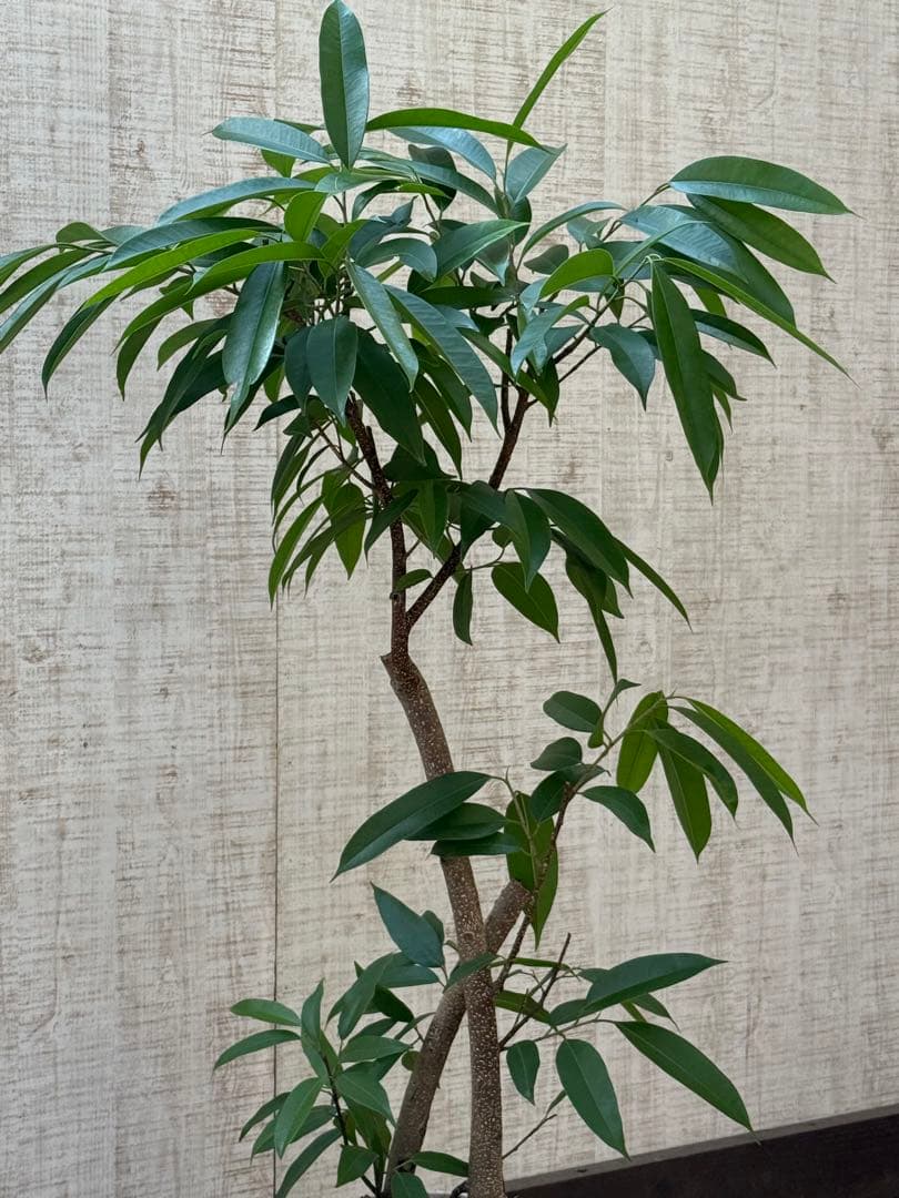 ☆ フィカス アムステルダムキング♪ 122cm 太幹♪