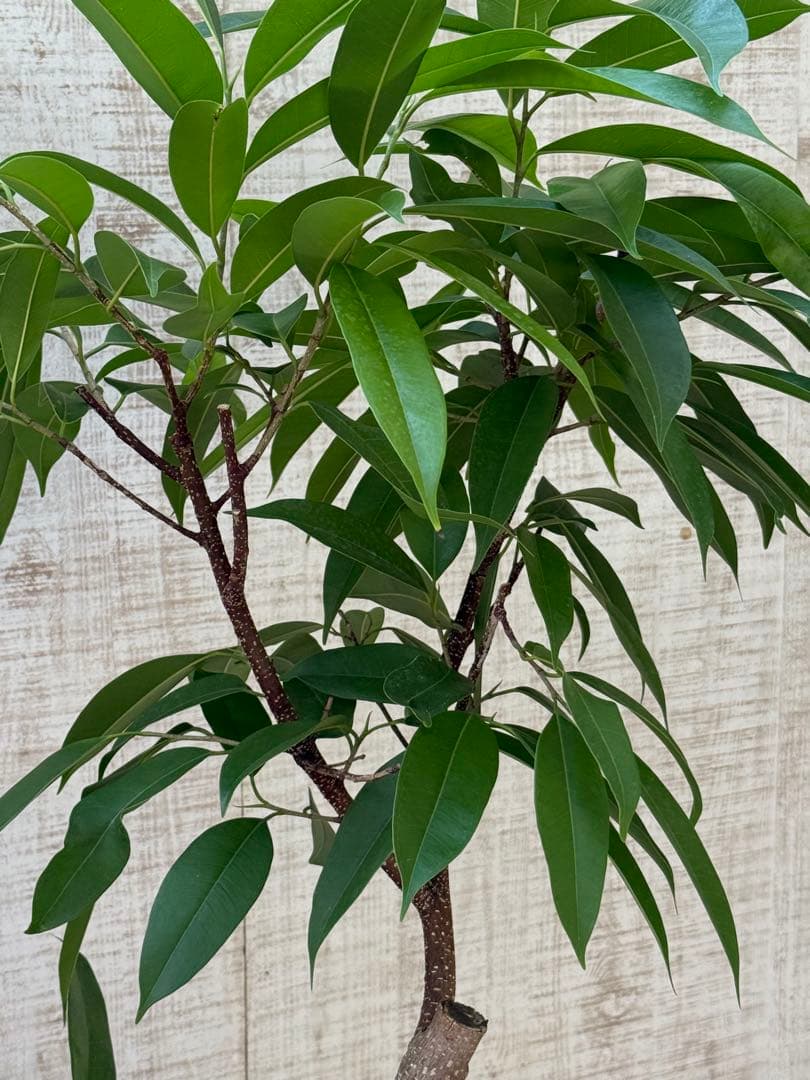 ☆ フィカス アムステルダムキング♪ 122cm 太幹♪