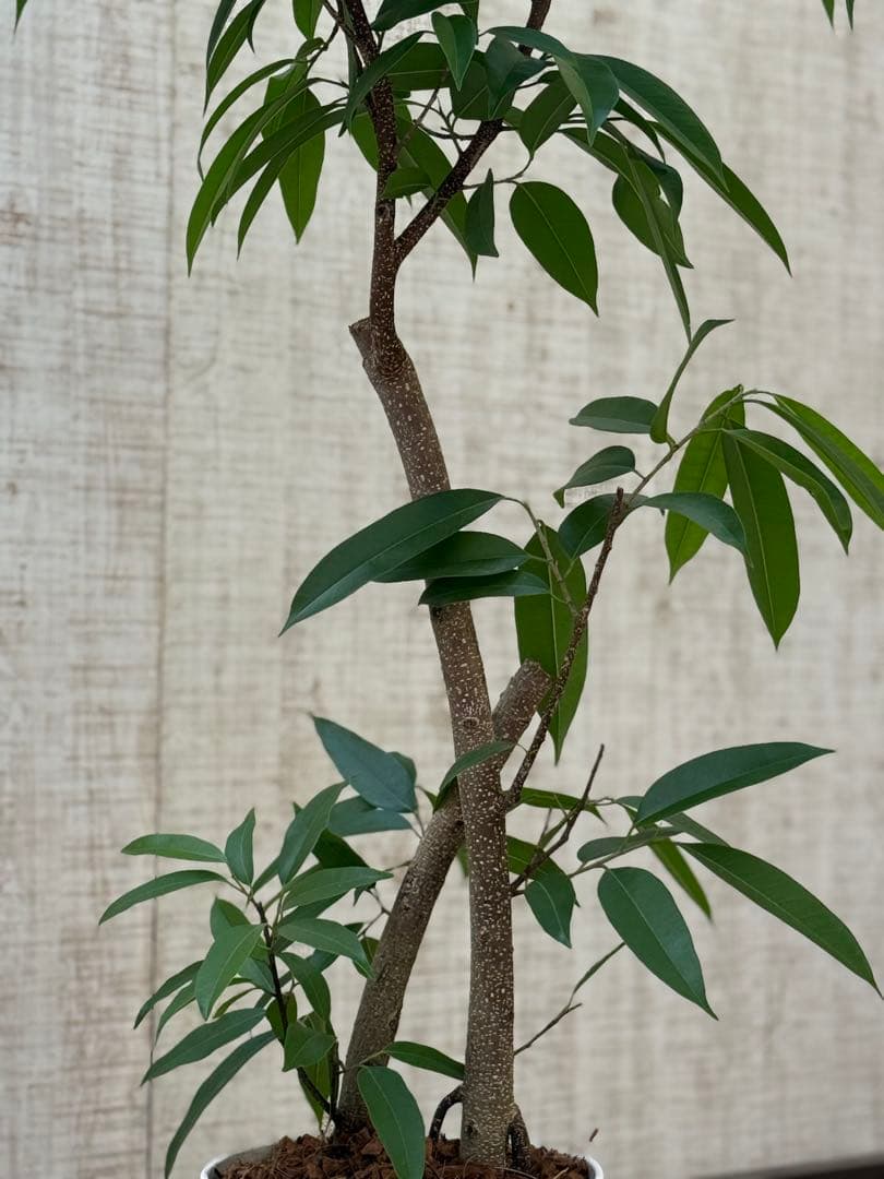 ☆ フィカス アムステルダムキング♪ 122cm 太幹♪