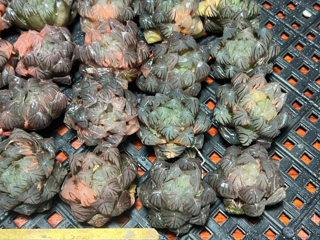 1 多肉植物 ハオルチア オブツーサ錦 水中月錦 糊斑 超美品 25株