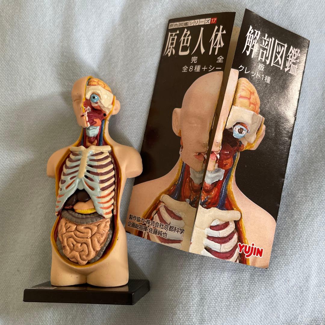 YUJIN 原色人体解剖図鑑/他1種含む14種15個セット｜YUJIN