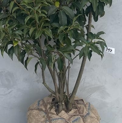 《現品》ソヨゴ　株立ち(雄雌株・オスメス株)　樹高1.3ｍ（根鉢含まず）598