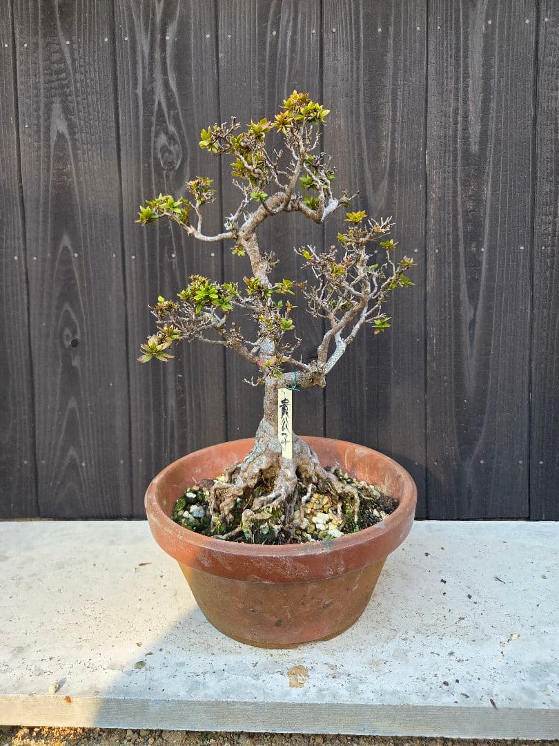 皐月盆栽「栄舜」