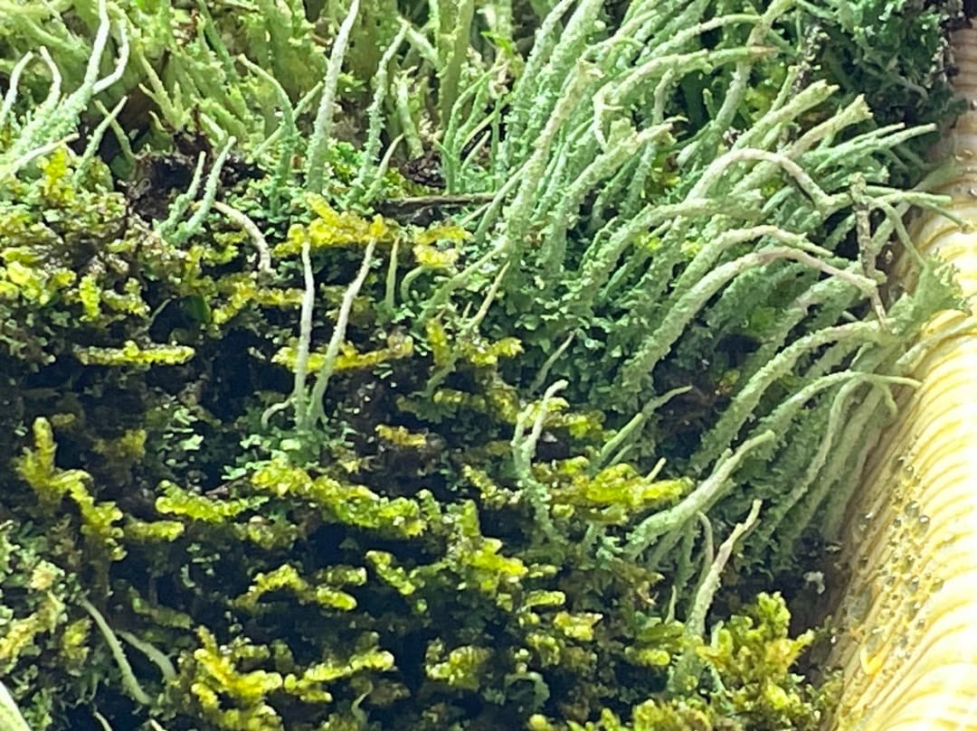 F藍吹雪様　確認用ページ