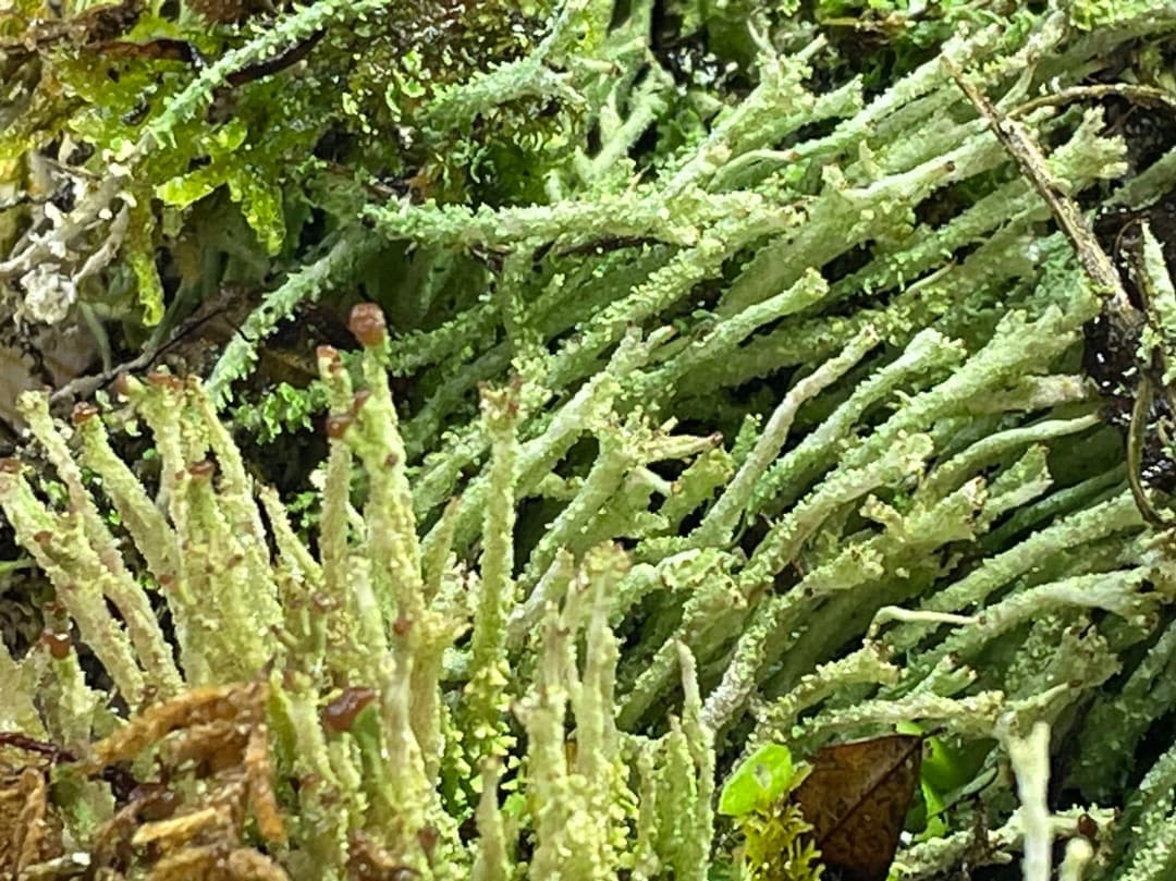 F藍吹雪様　確認用ページ