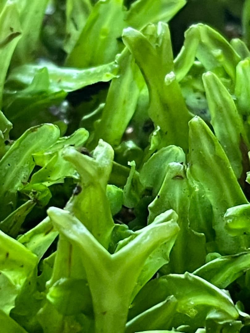 F藍吹雪様　確認用ページ