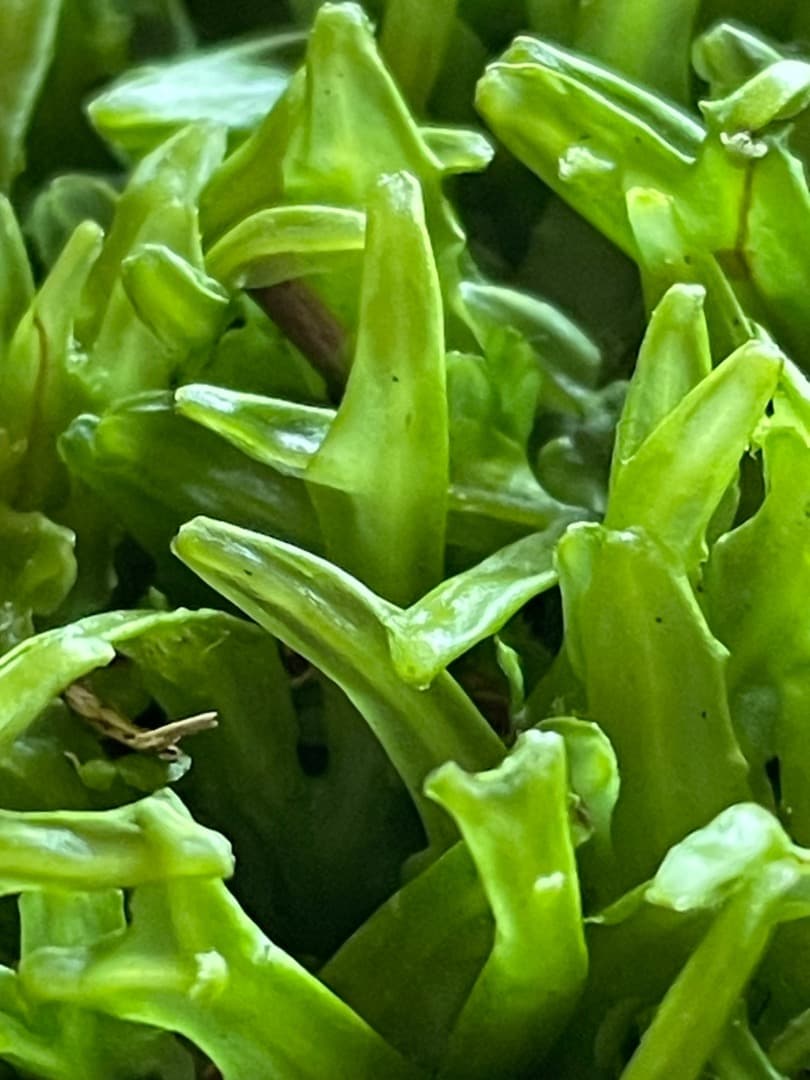 F藍吹雪様　確認用ページ