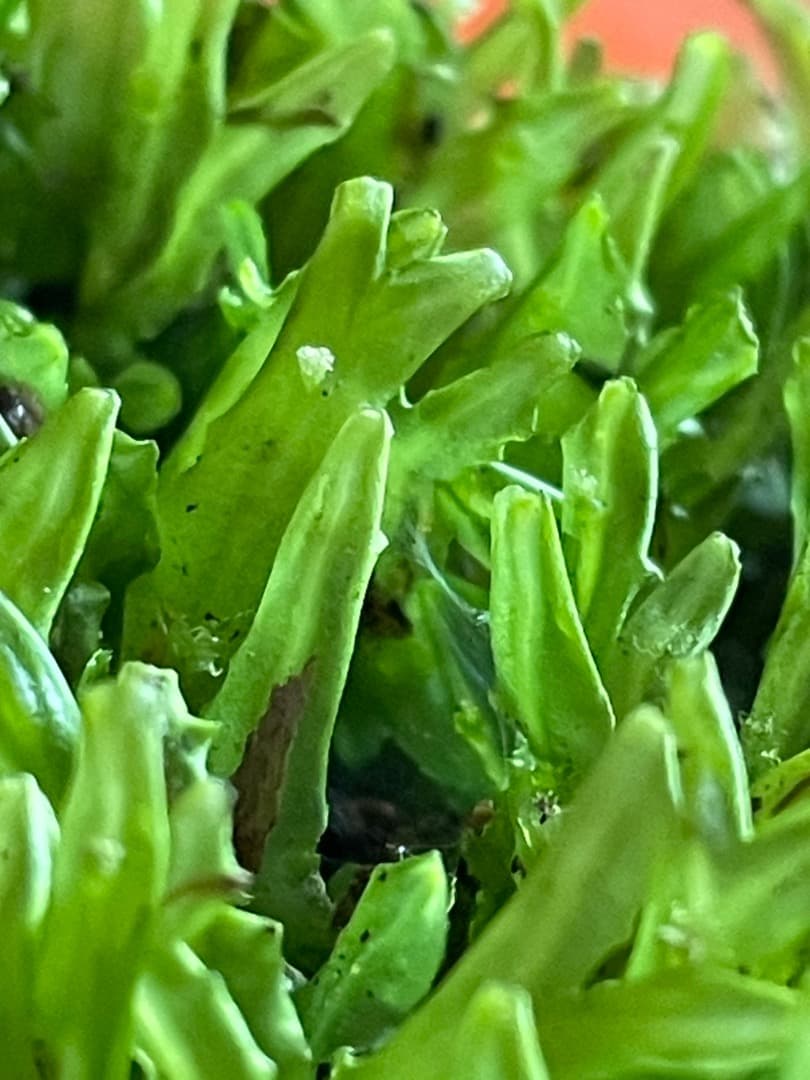 F藍吹雪様　確認用ページ