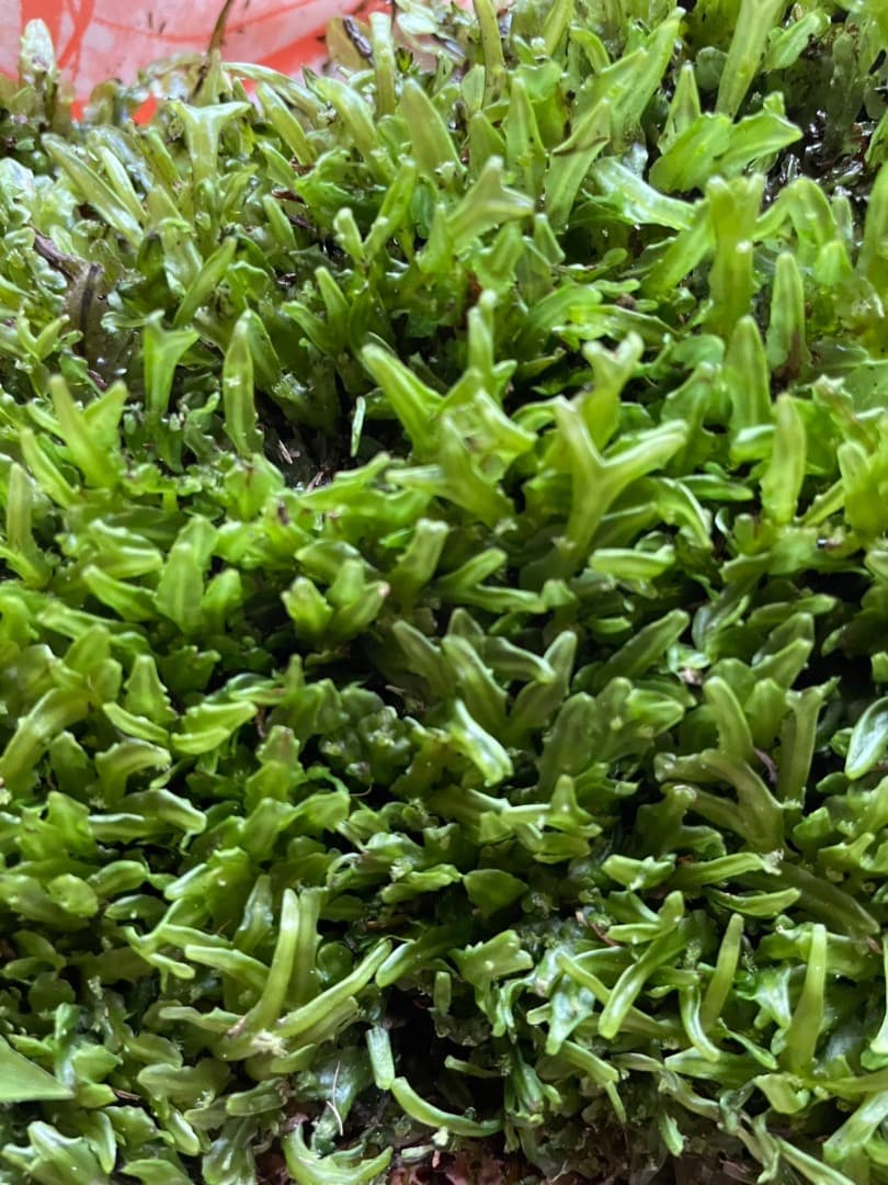 F藍吹雪様　確認用ページ