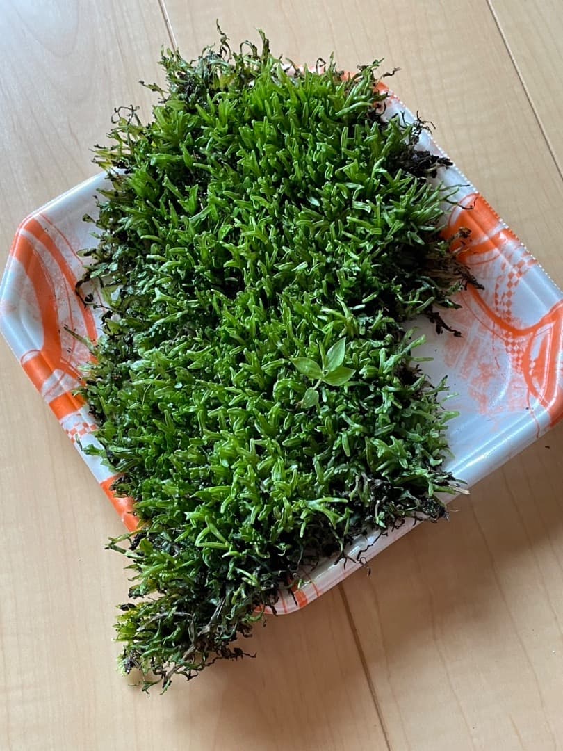 F藍吹雪様　確認用ページ