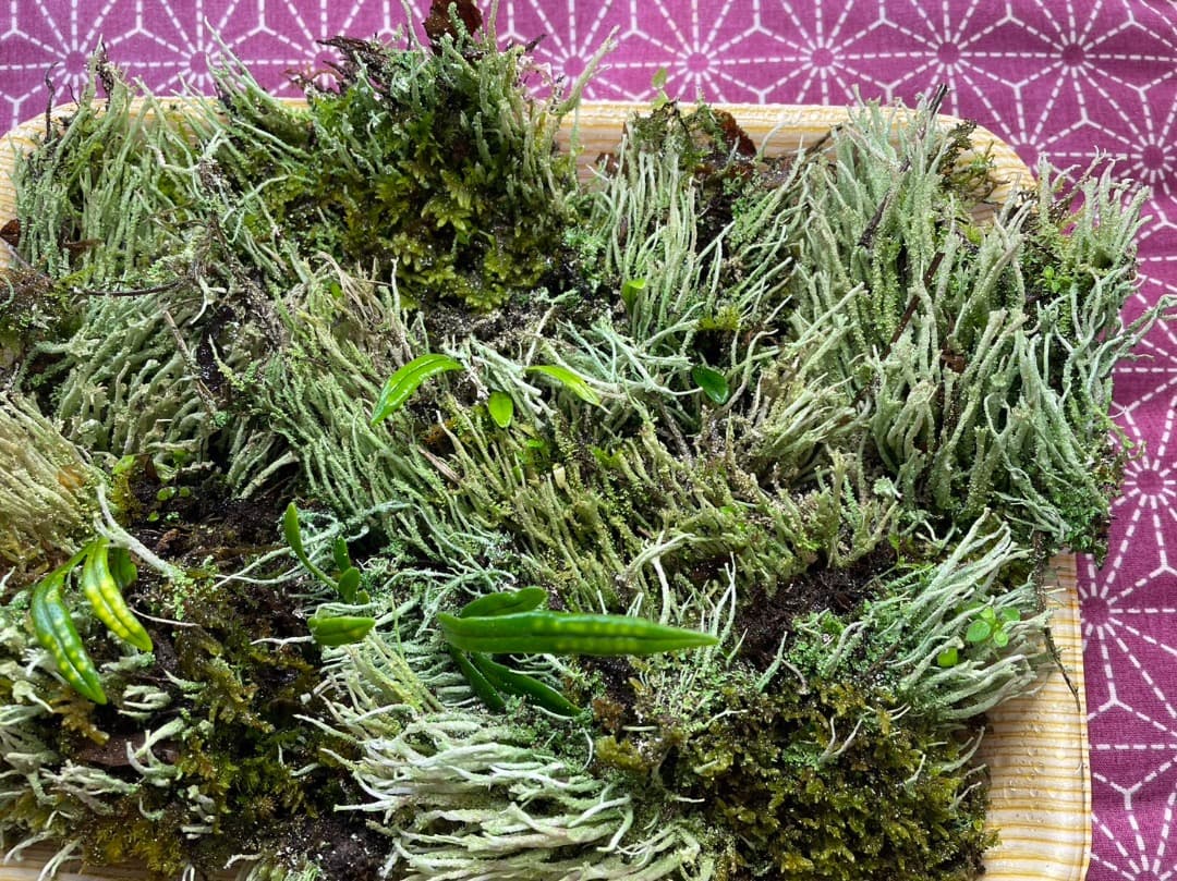 F藍吹雪様　確認用ページ