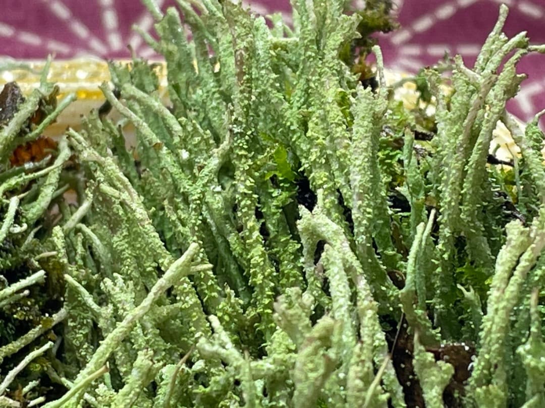 F藍吹雪様　確認用ページ