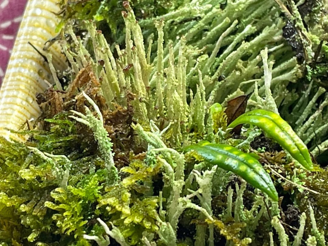 F藍吹雪様　確認用ページ