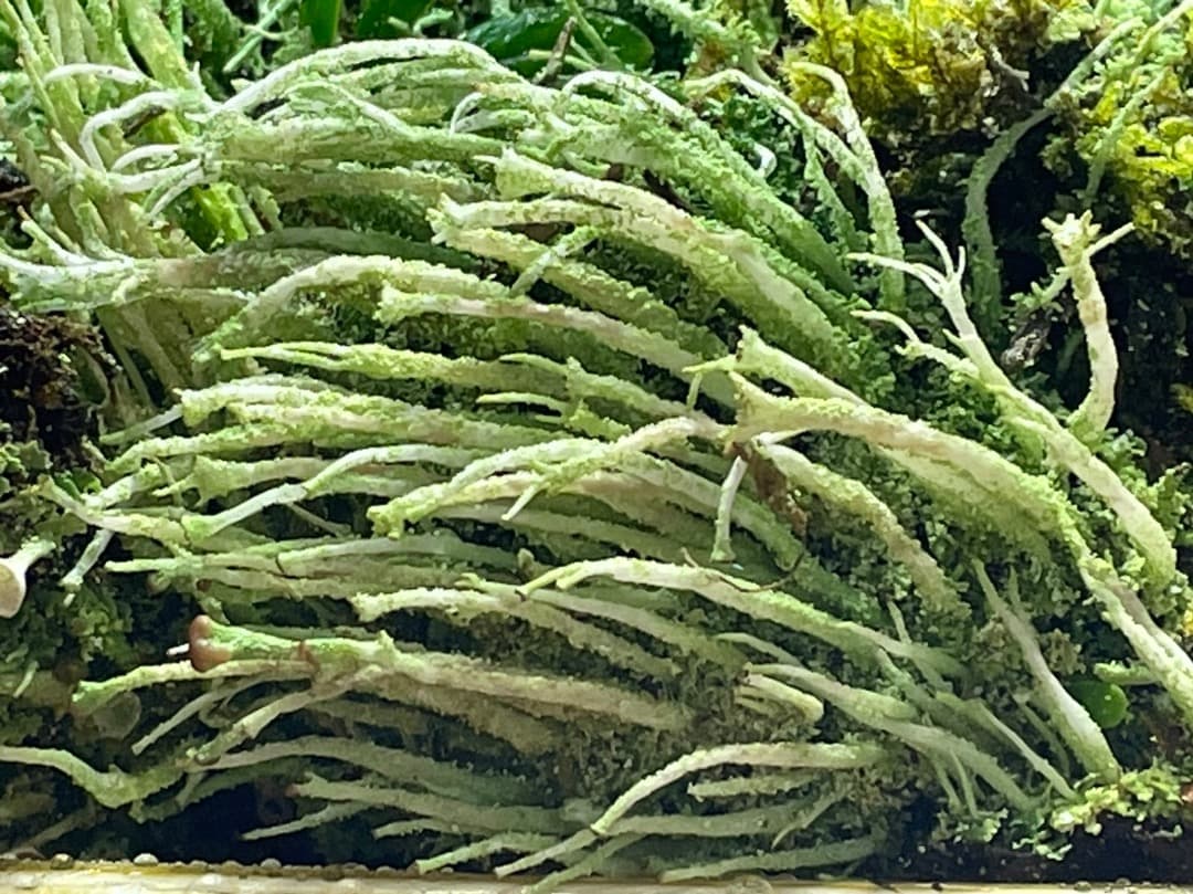 F藍吹雪様　確認用ページ