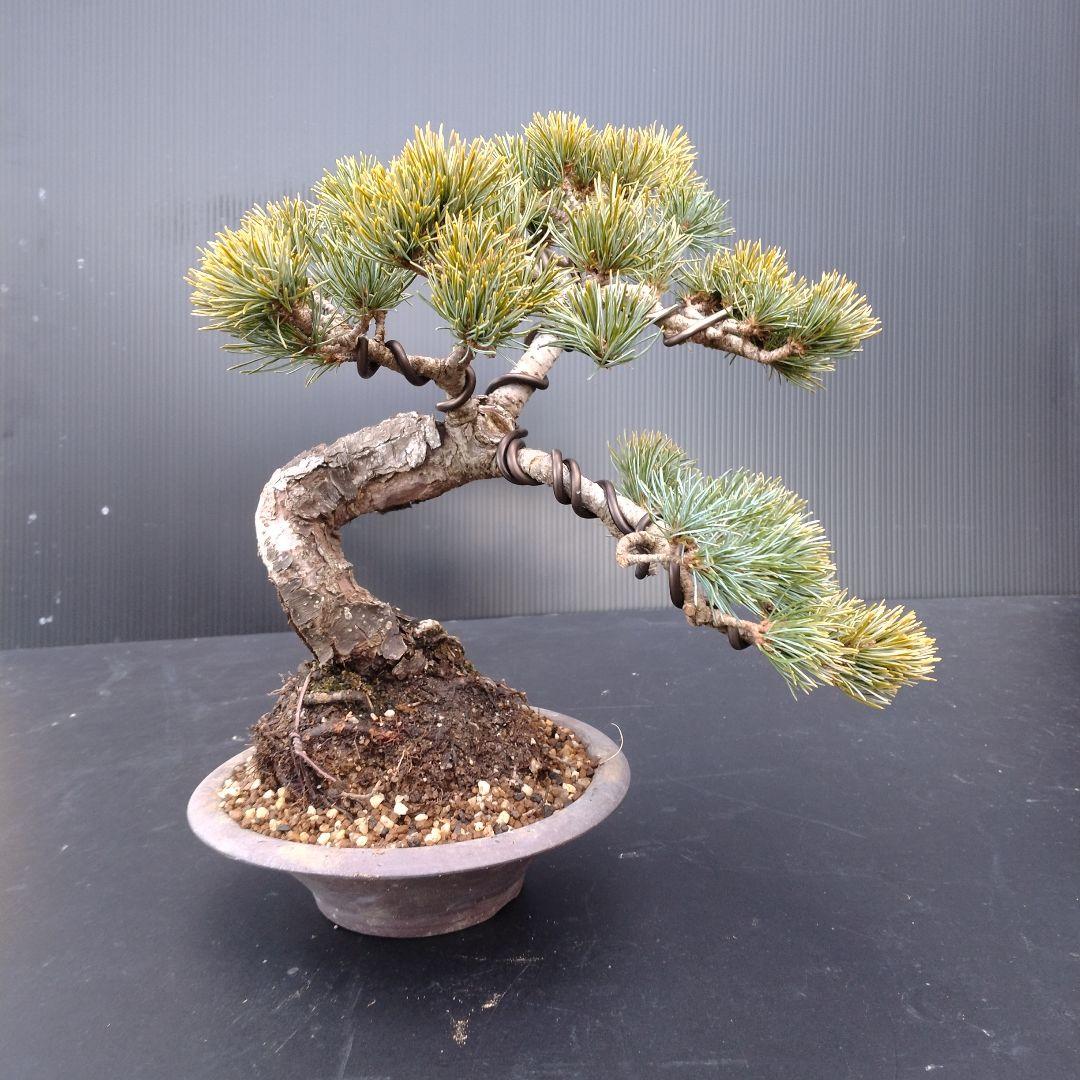 銀八房五葉松、模様木小品盆栽