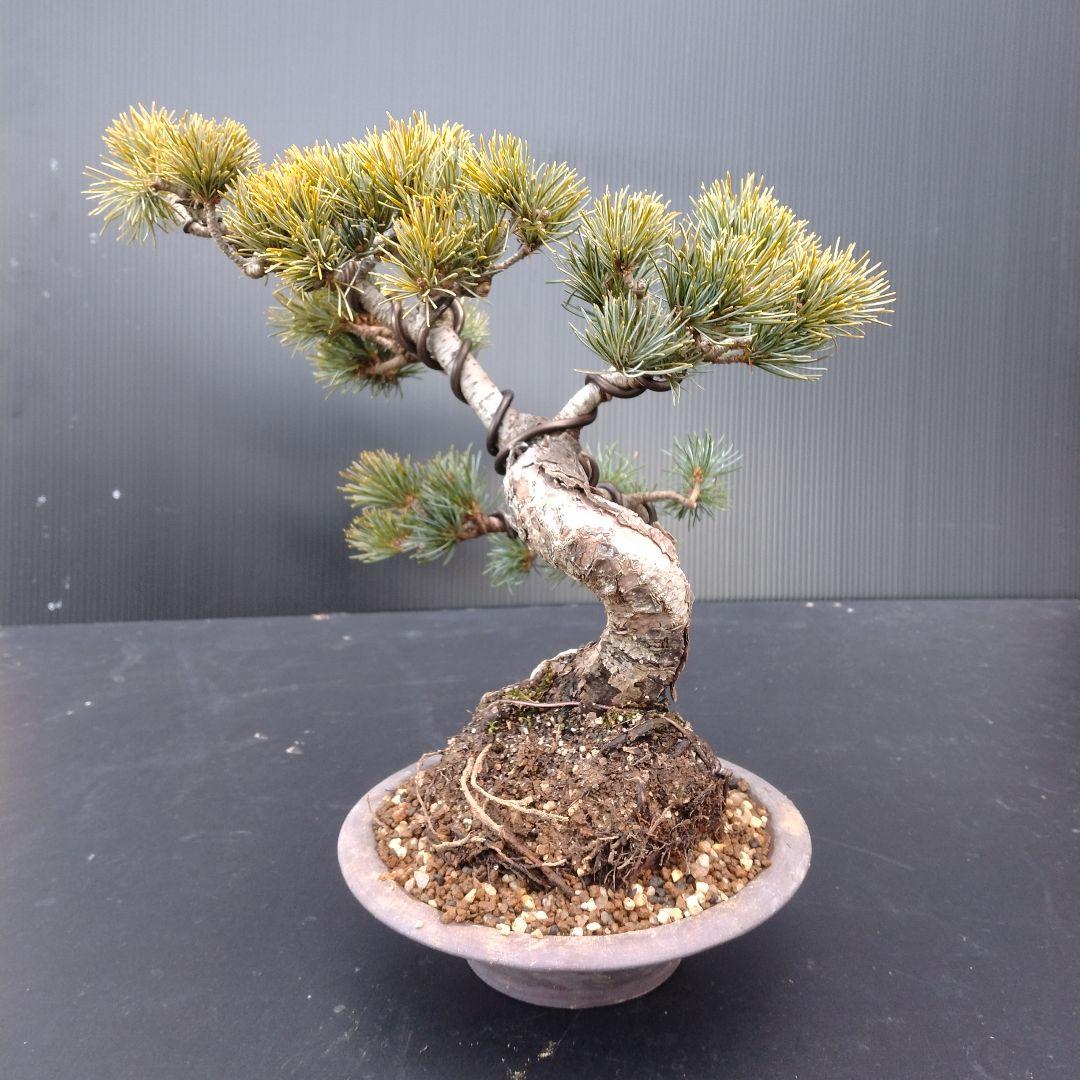 銀八房五葉松、模様木小品盆栽