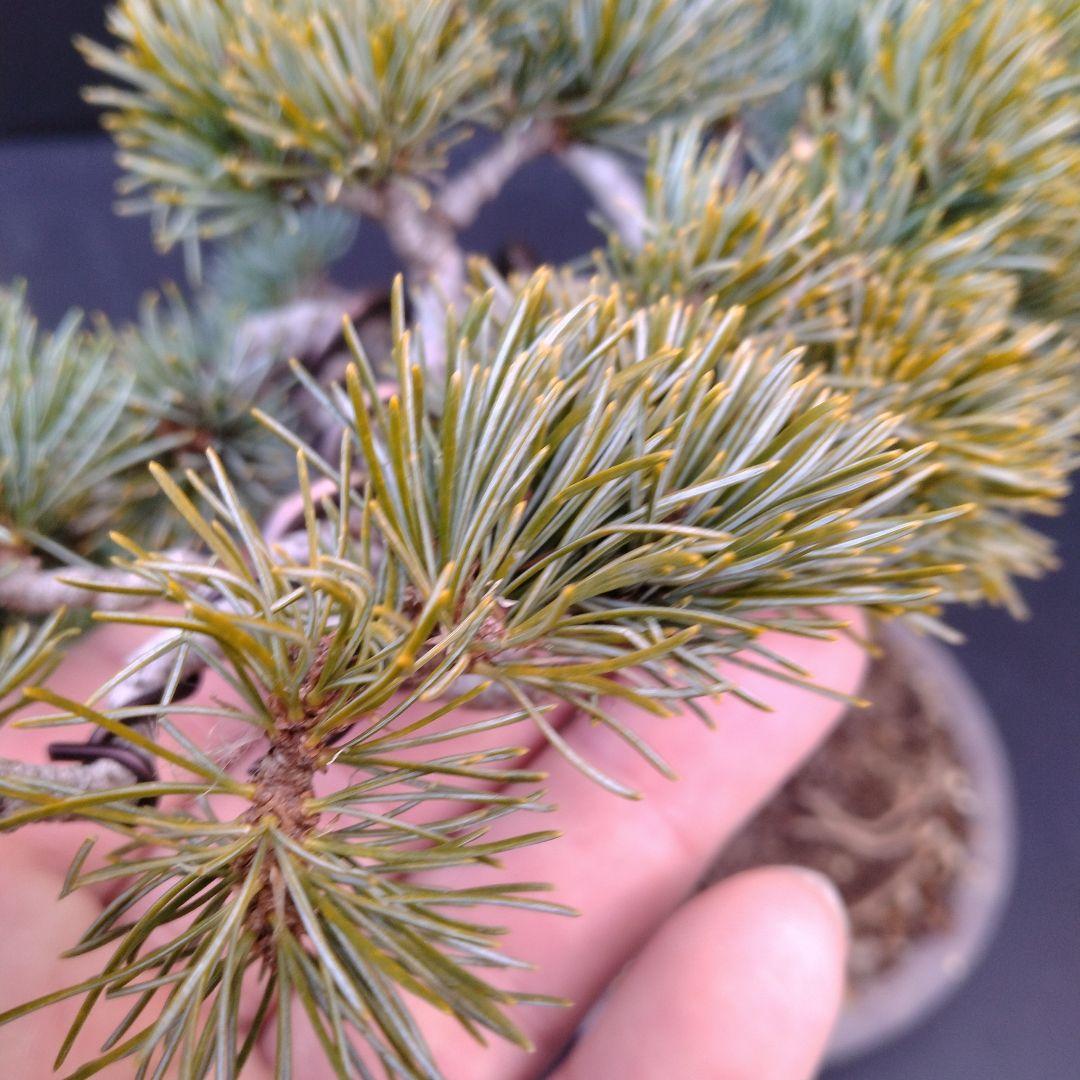 銀八房五葉松、模様木小品盆栽