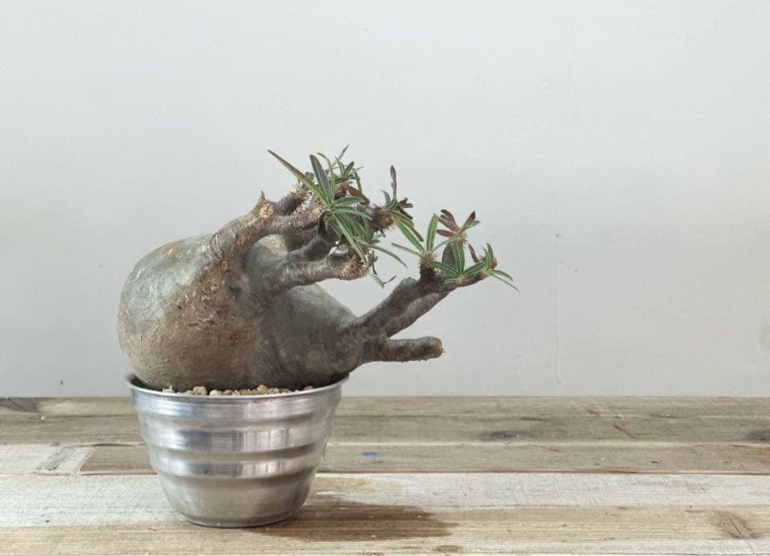 グラキリス【発根済】【m&m】【送料込】