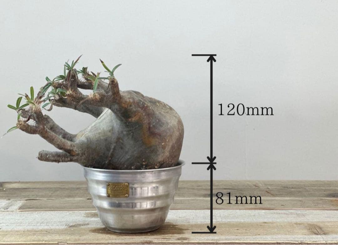 グラキリス【発根済】【m&m】【送料込】