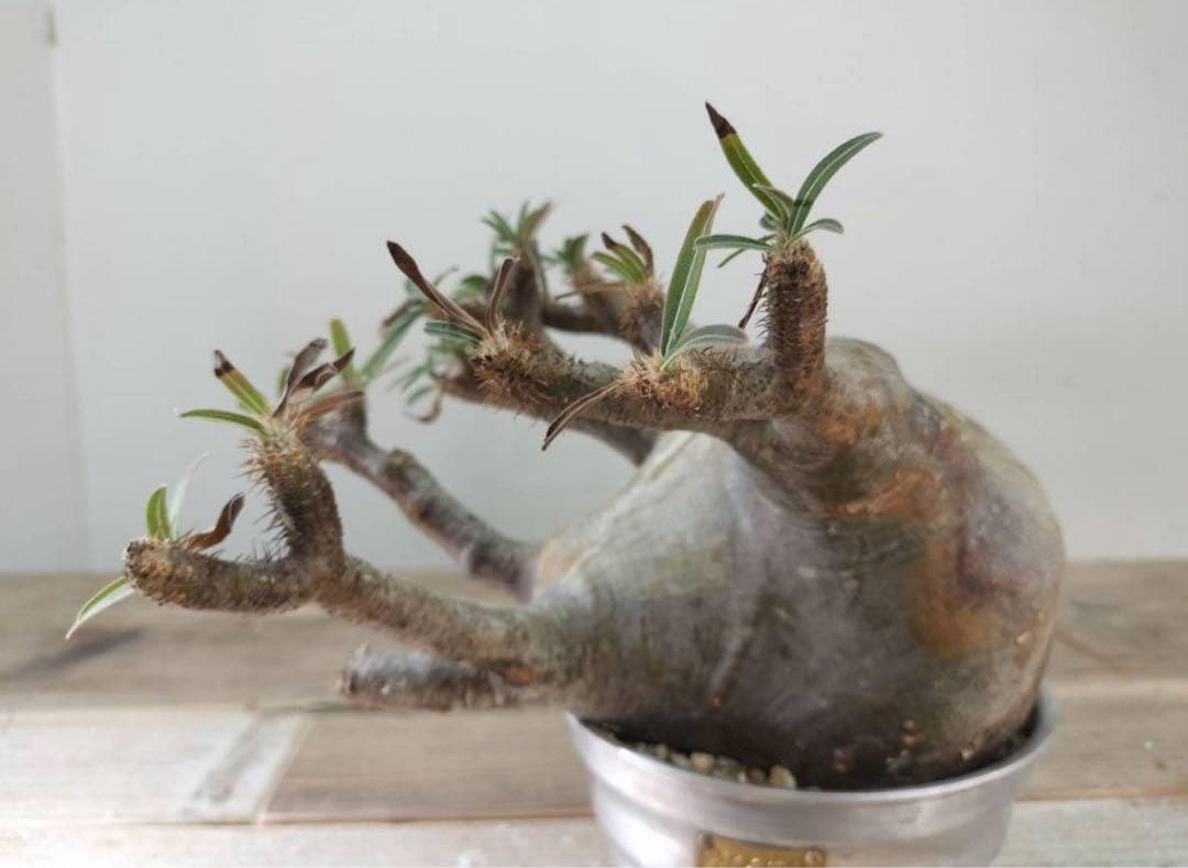 グラキリス【発根済】【m&m】【送料込】