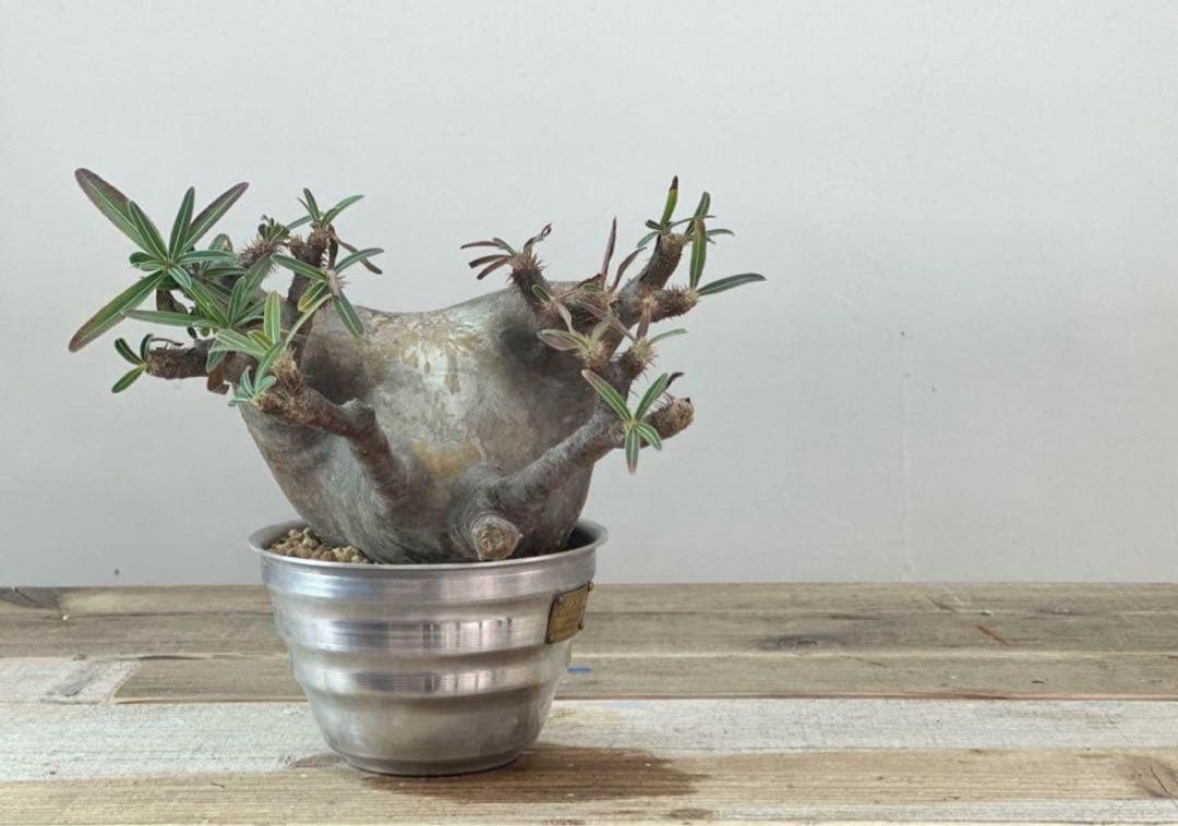 グラキリス【発根済】【m&m】【送料込】