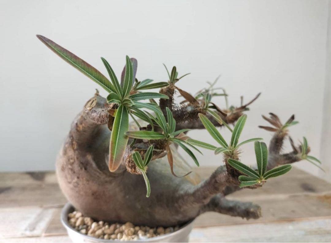 グラキリス【発根済】【m&m】【送料込】