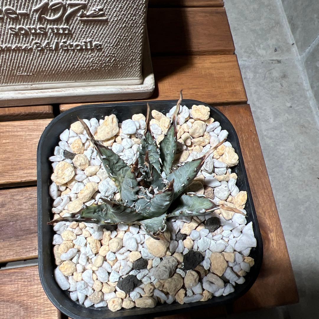 アガベ ユタエンシス　エボリスピナ　発根済み