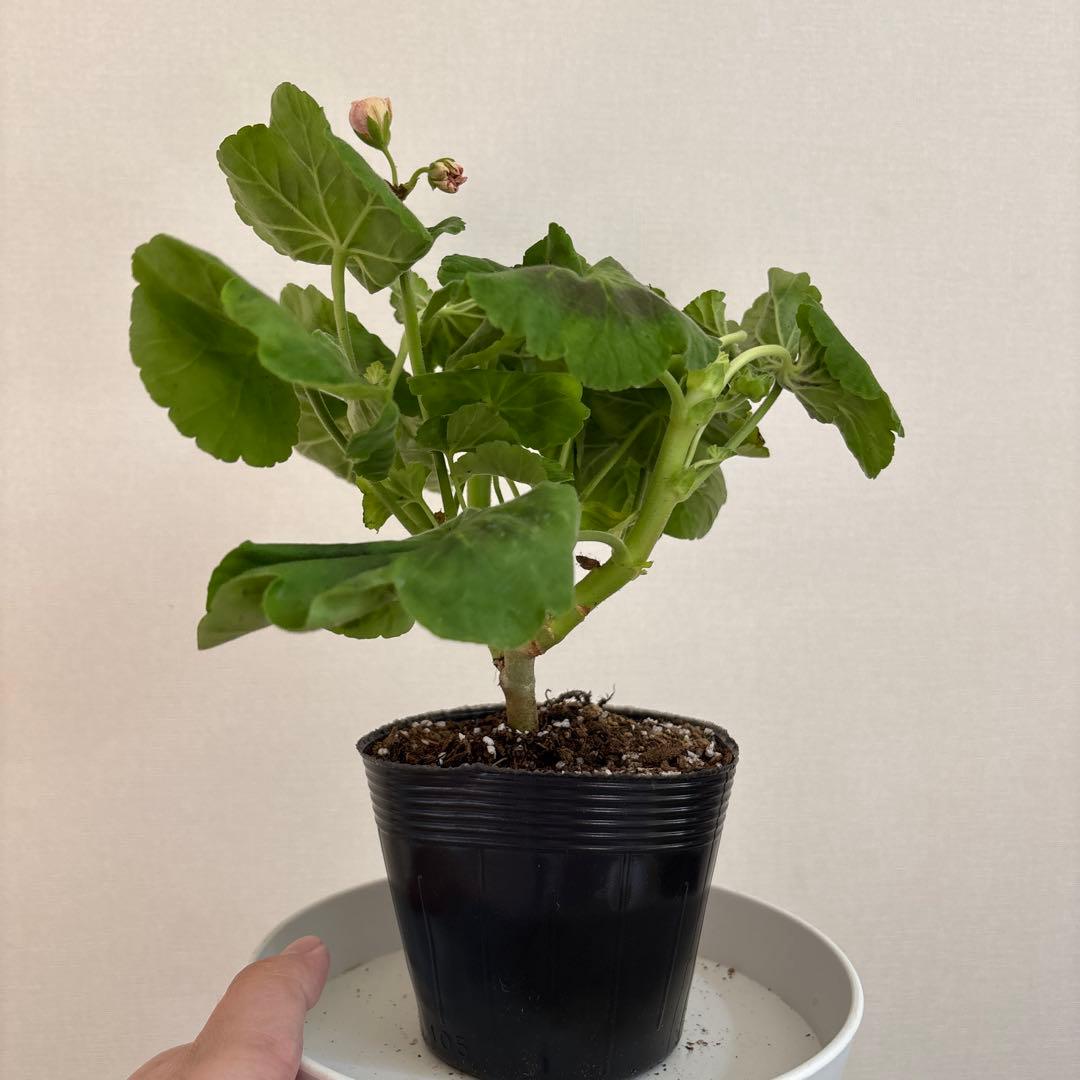 絞り咲ゼラニウム　希少品種ゼラニウム　超珍しいゼラニウム　SHAN01