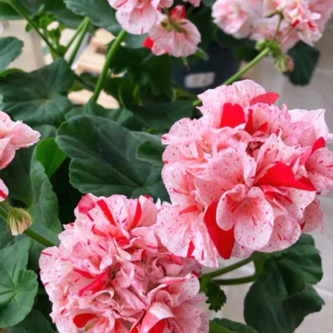 絞り咲ゼラニウム　希少品種ゼラニウム　超珍しいゼラニウム　SHAN01