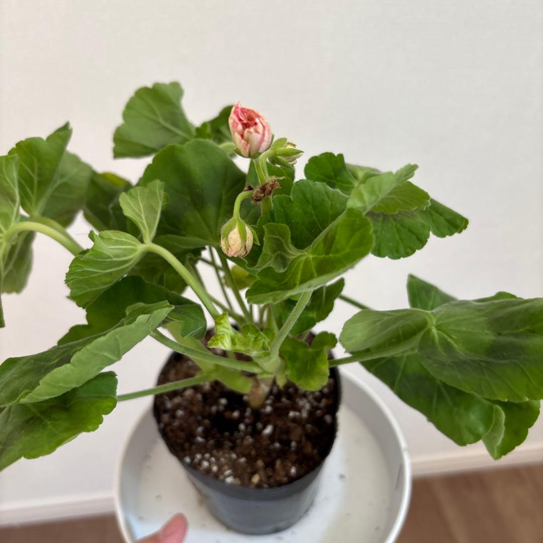 絞り咲ゼラニウム　希少品種ゼラニウム　超珍しいゼラニウム　SHAN01