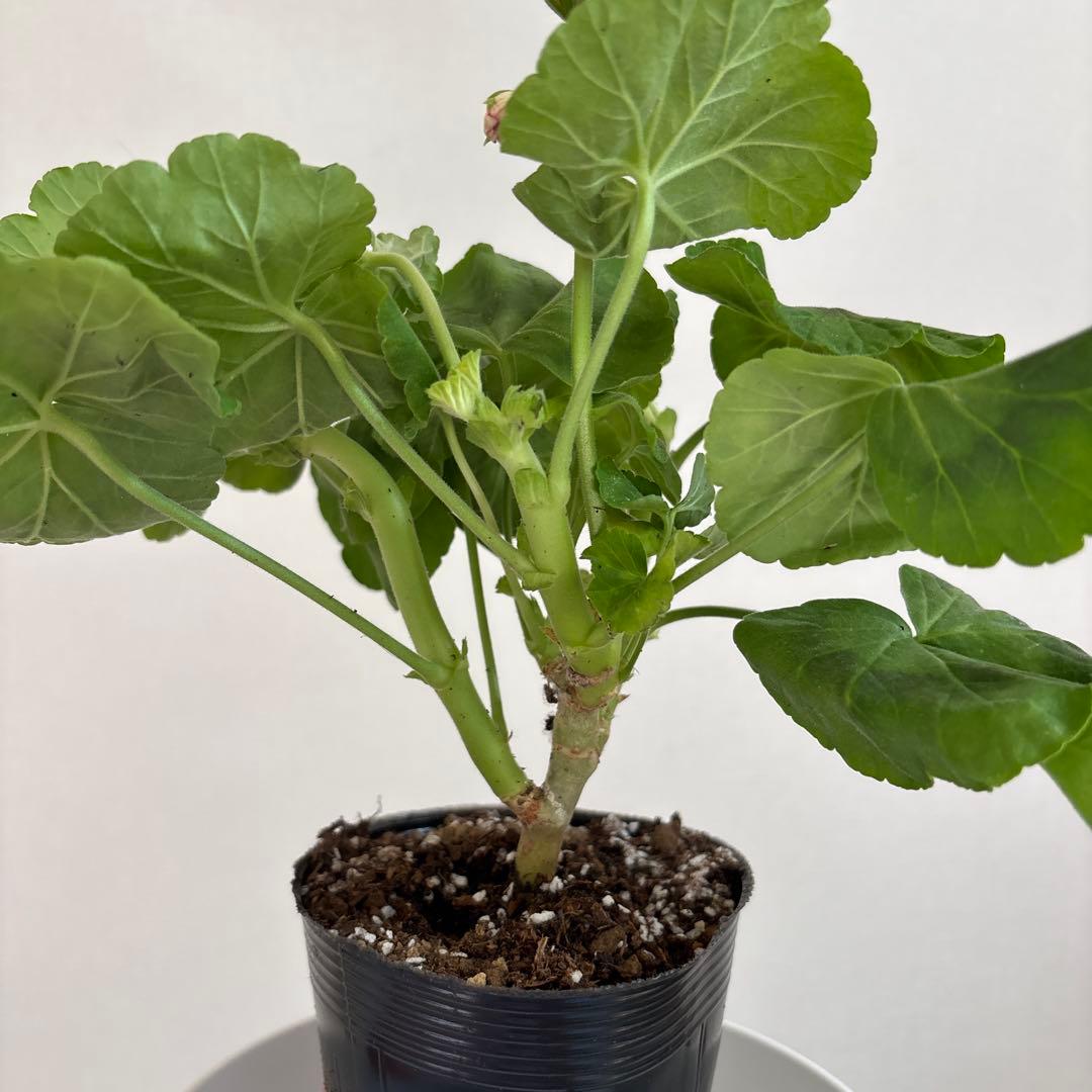 絞り咲ゼラニウム　希少品種ゼラニウム　超珍しいゼラニウム　SHAN01