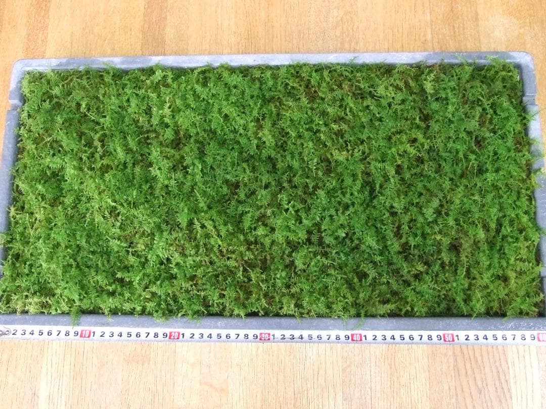 teru3　コケ各種3.5トレーとカサゴケ1Pタマゴケ2P