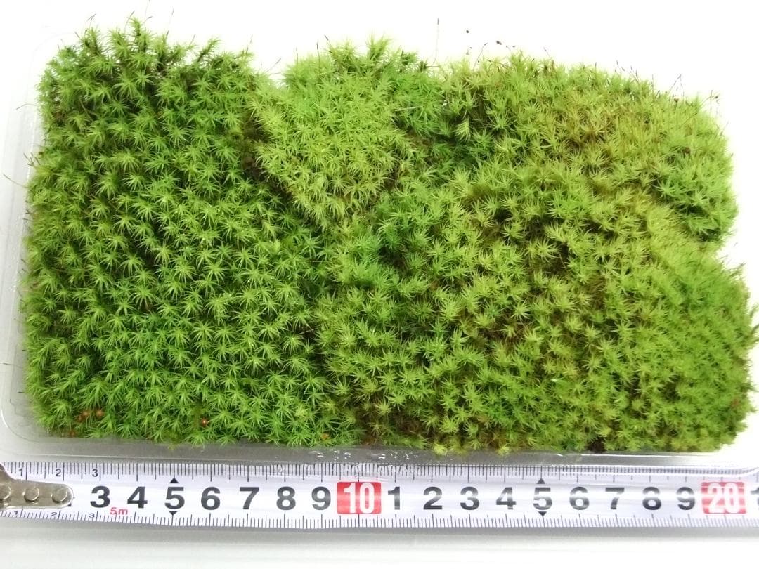 teru3　コケ各種3.5トレーとカサゴケ1Pタマゴケ2P