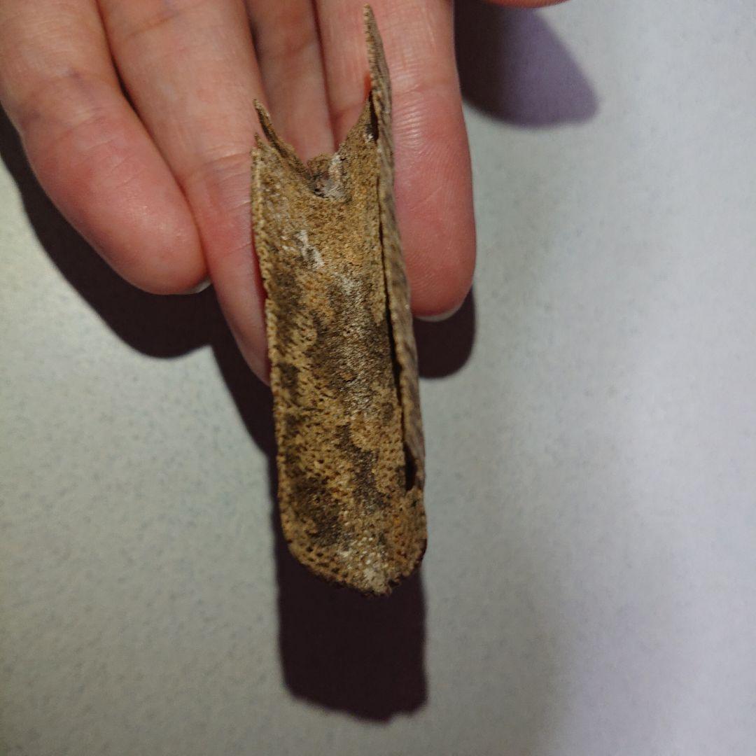 香木 沈香 伽羅 聞香◎品名極上カンボジア産奇形種