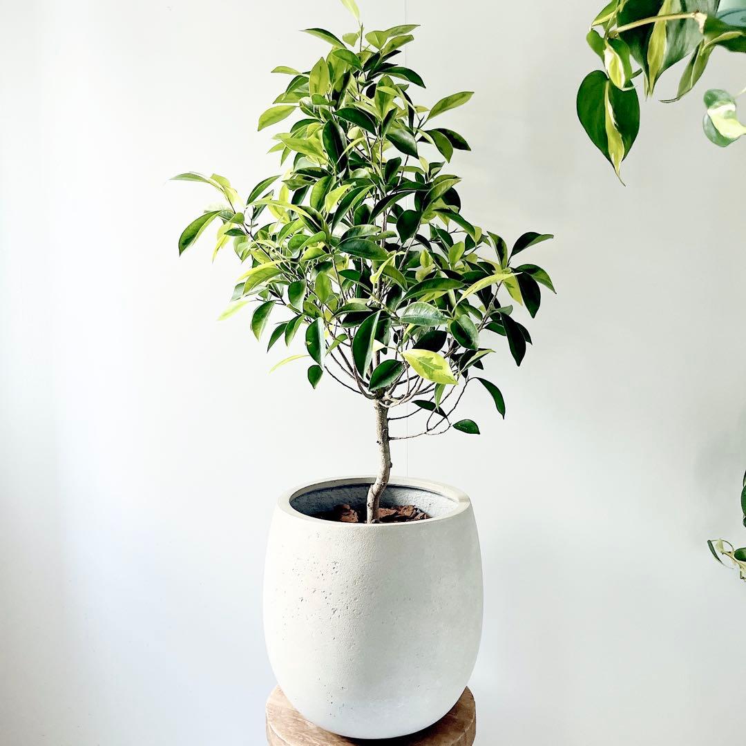 【特価】テラニアスバルーン セメント風で高見えする植木鉢 アンティークホワイト