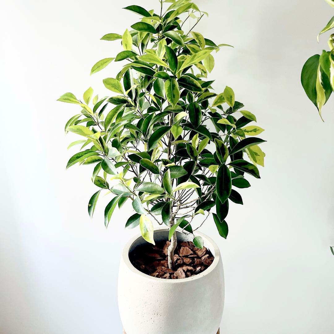 【特価】テラニアスバルーン セメント風で高見えする植木鉢 アンティークホワイト