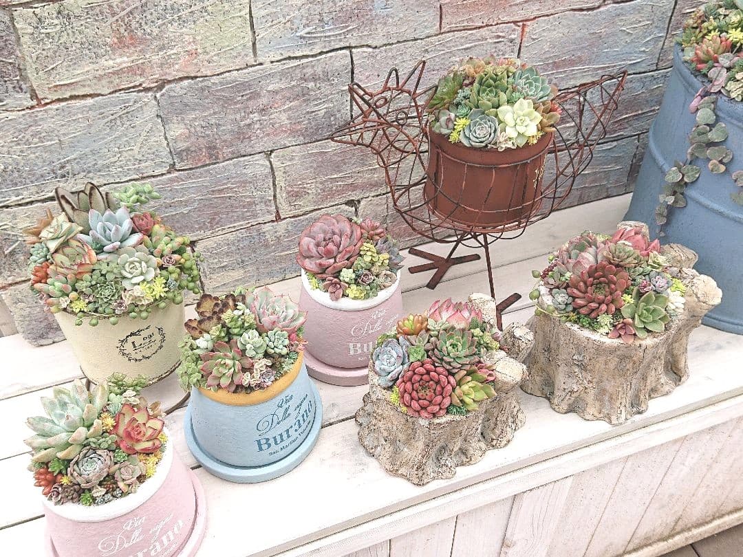 多肉植物寄せ植え❤️