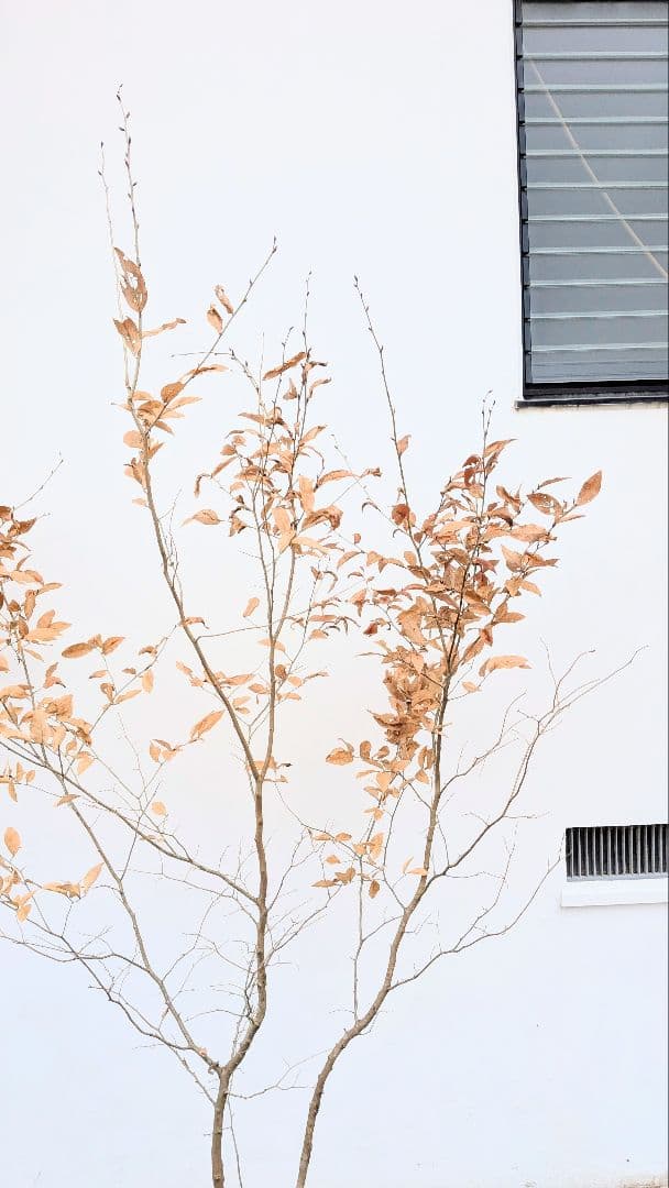 素性抜群。山採りヤマコウバシ。