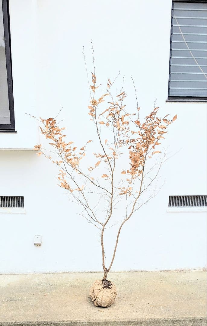 素性抜群。山採りヤマコウバシ。