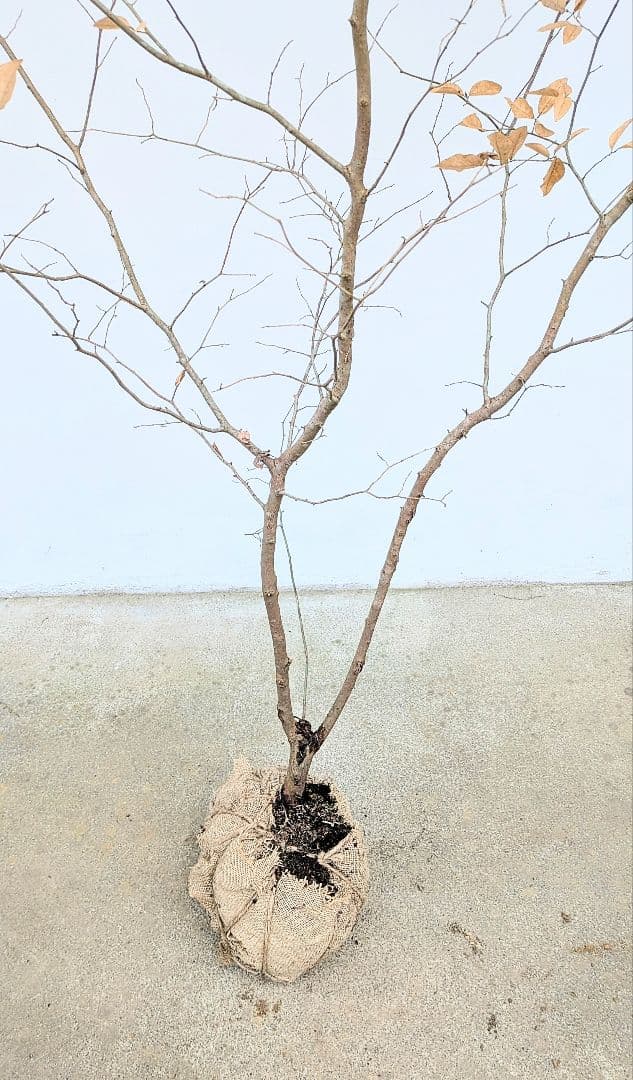 素性抜群。山採りヤマコウバシ。