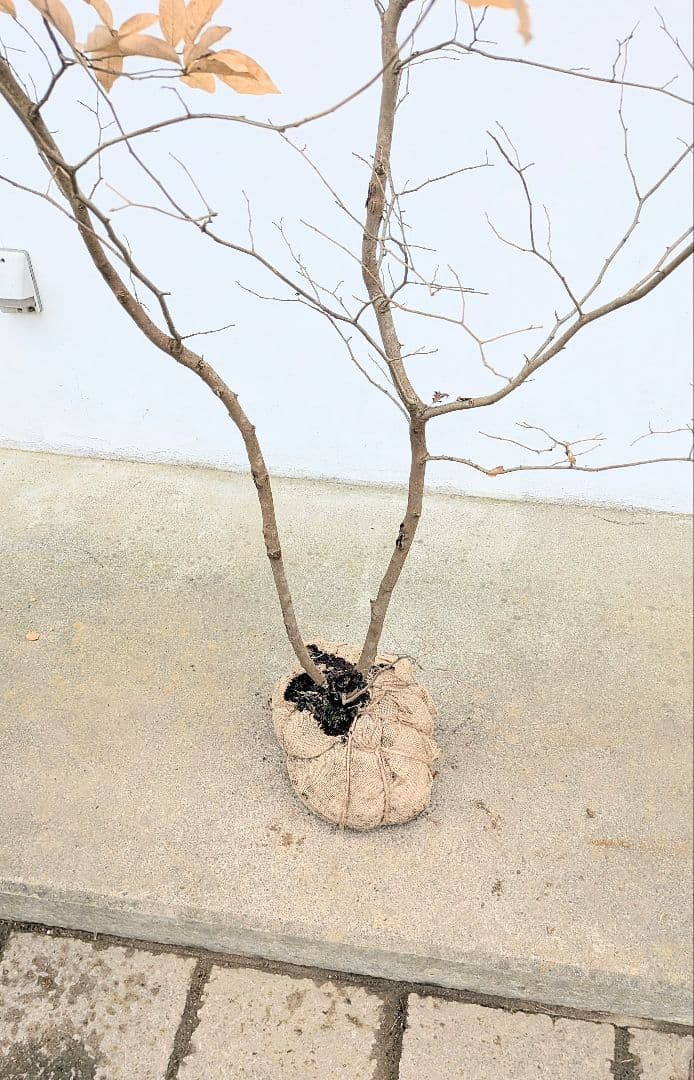 素性抜群。山採りヤマコウバシ。